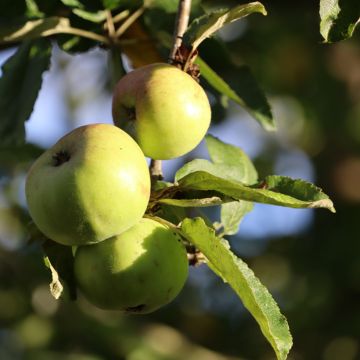 Macieira Złotka Kwidzyńska - Malus domestica