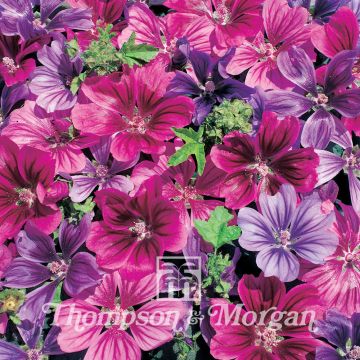 Malva silvestre Mystic Merlin em sementes