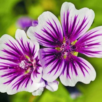 Malva silvestre Zebrina Blue