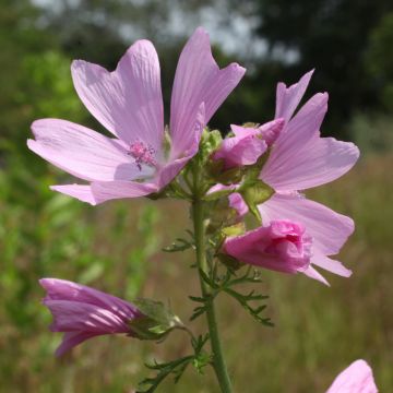 Malva-almiscarada rosea - Malva moschata