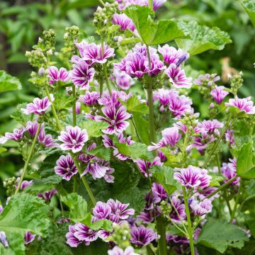 Malva silvestre Zebrina Blue