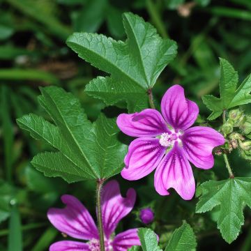 Malva-silvestre sementes