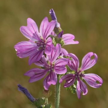 Malva-silvestre  - Malva sylvestris