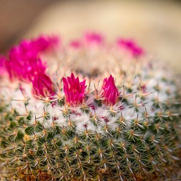 Cactus - Mammillaria ruestii