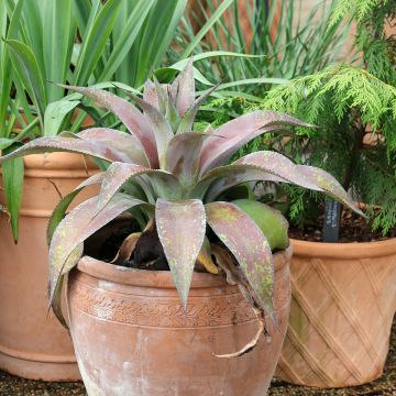 Mangave Mission to Mars Mangave Mission to Mars