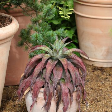 Mangave Redwing Mangave Redwing