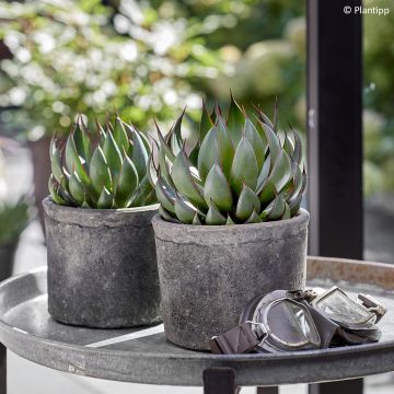 Mangave Praying Hands