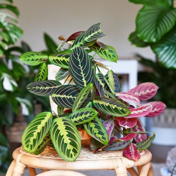Maranta leuconeura Fascinator - Planta-de-oração