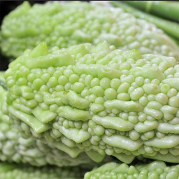 Melão amargo / Melão-de-são-caetano