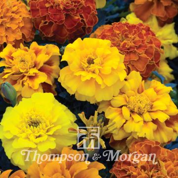 Cravo-túnico Zenith Mixed em sementes - Tagetes patula x erecta
