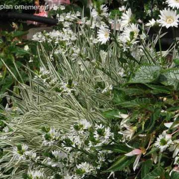 Coleção Maciço Branco