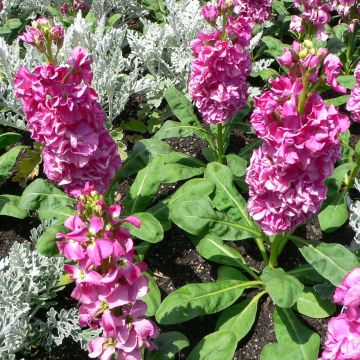 Matthiola incana - Goivo