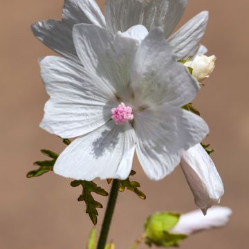 Malva-almiscarada Alba - Malva moschata