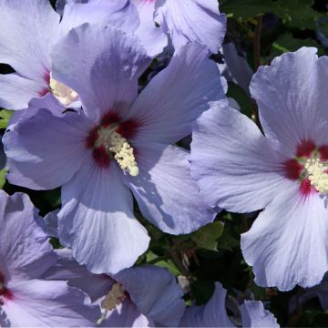 Hibisco-da-síria Azurii - Hibiscus syriacus