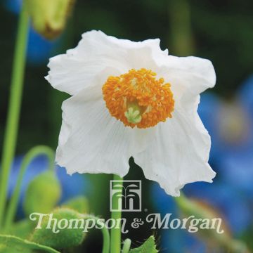 Meconopsis baileyi Alba em sementes