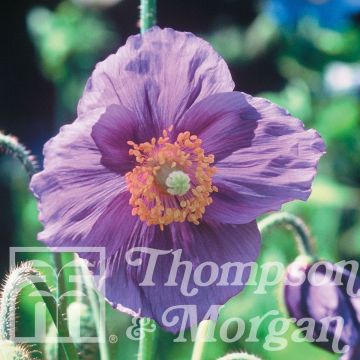 Meconopsis baileyi Hensol Violet em sementes