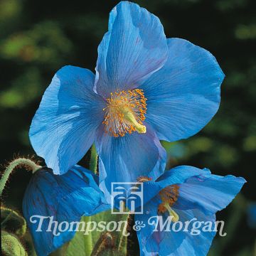 Meconopsis grandis em sementes