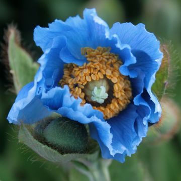 Meconopsis grandis