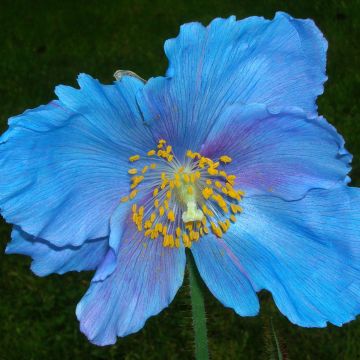 Meconopsis sheldonii