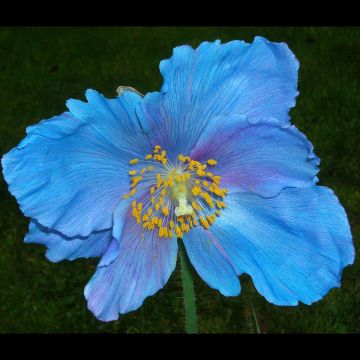 Meconopsis sheldonii Lingholm