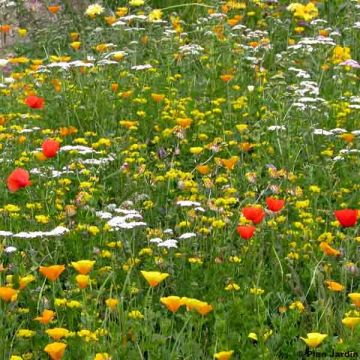 Mistura para terrenos secos - Caixa 25 m²