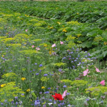 Mistura de flores protetoras para a horta biológica Mistura de flores protetoras para a horta biológica