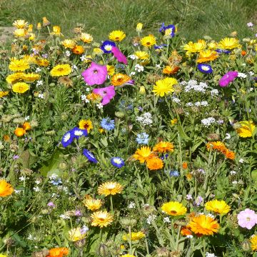 Mistura de flores tapizantes, anuais e perenes, produção francesa Mistura de flores tapizantes, anuais e perenes, produção francesa