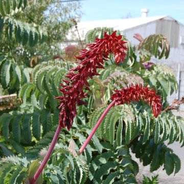 Melianthus major