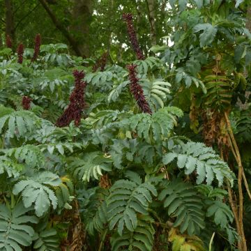 Melianthus major Melianthus major