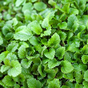 Erva-cidreira Bio sementes