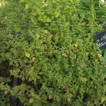 Erva-cidreira - Melissa officinalis