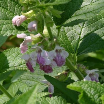 Melittis melissophyllum Royal Velvet