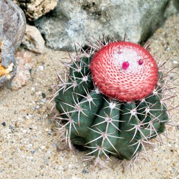 Melocactus azureus - Cactus melon