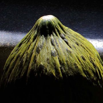 Melão espanhol Cavaillon (oval)