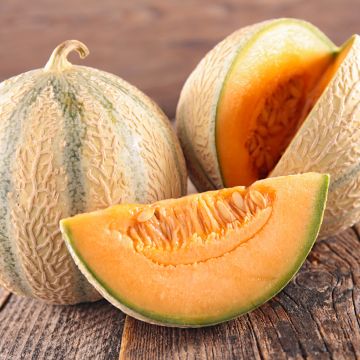 Melão Cyrano F1 plantas jovens enxertadas