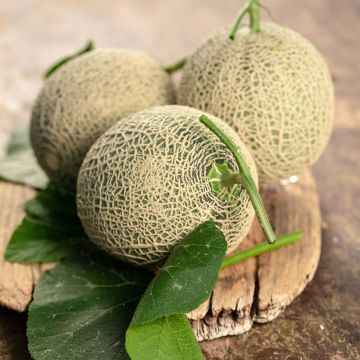 Melão Honey Bun F1 plantas jovens