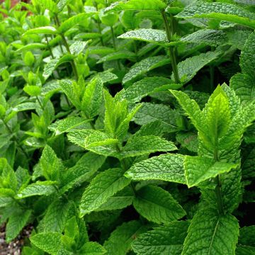Hortelã Branca Bio - Mentha piperata officinalis Alba