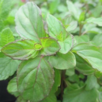 Hortelã Eau de Cologne Bio