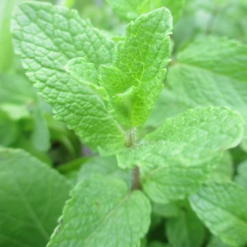 Hortelã-verde-espanhola - Mentha spicata Spanish