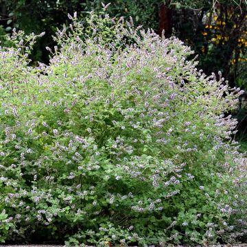 Hortelã-de-Gattefosse Bio - Mentha Gattefossei