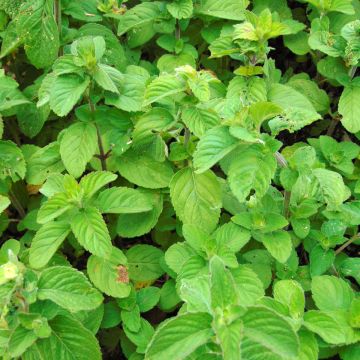 Hortelã-aquática - Mentha aquatica