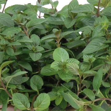 Hortelã chocolate - Mentha x piperita schocominze