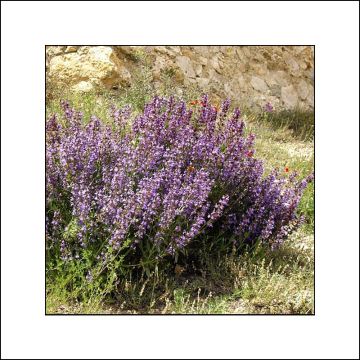 Hortelã-pimenta com folhas de lavanda Bio