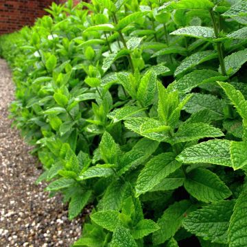 Hortelã-pimenta - Mentha piperata plantas jovens biológicas