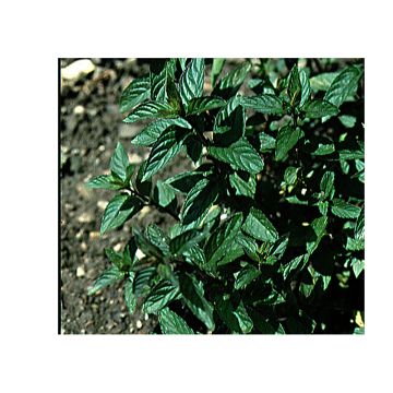 Hortelã-pimenta - Mentha piperita