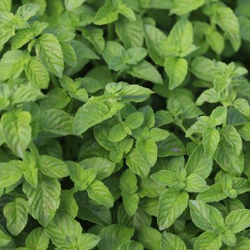 Hortelã verde - Mentha spicata Bio plantas jovens