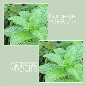 Hortelã-verde Russa Bio