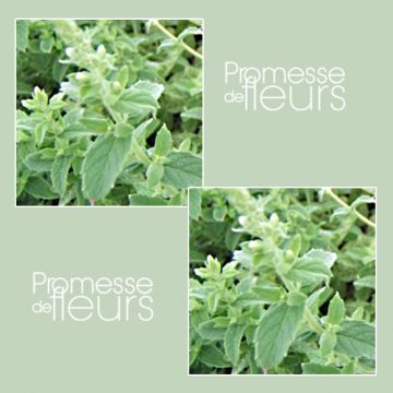 Hortelã-tomentosa Bio