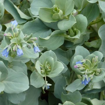 Mertensia maritima