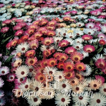 Mesembryanthemum criniflorum Sparkles Mixed em sementes